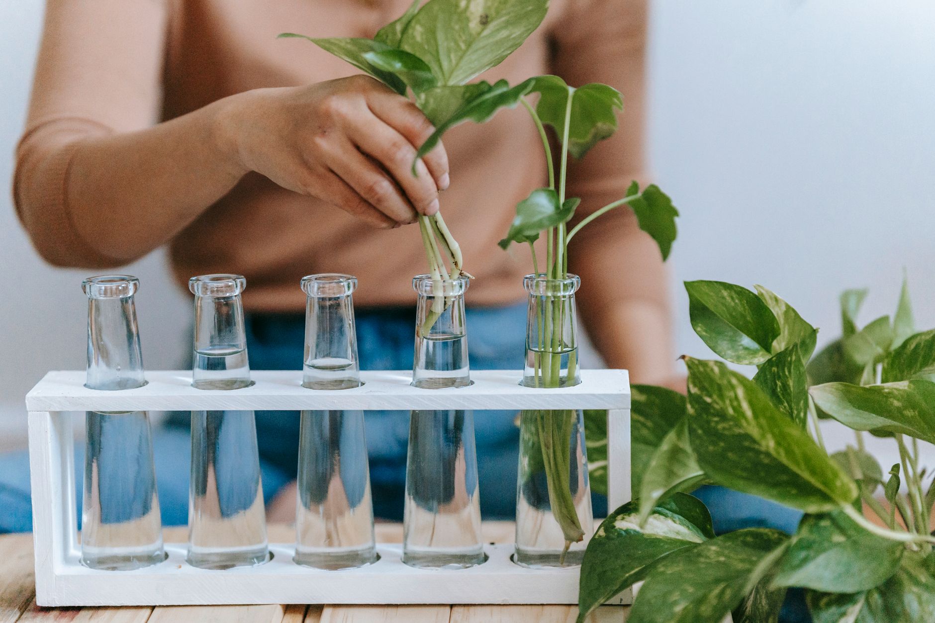 Starting Herbs from Cuttings Instead of Seed - Herbs & Plants