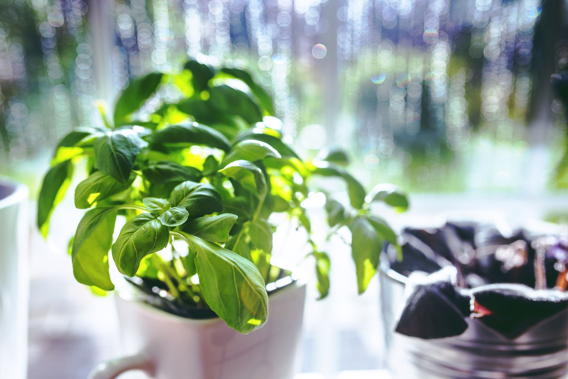 Keeping a Small Herb Garden Alive Indoors Through Winter - Herbs & Plants