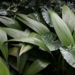 Plants That Look Alike but Are Not the Same - Herbs & Plants