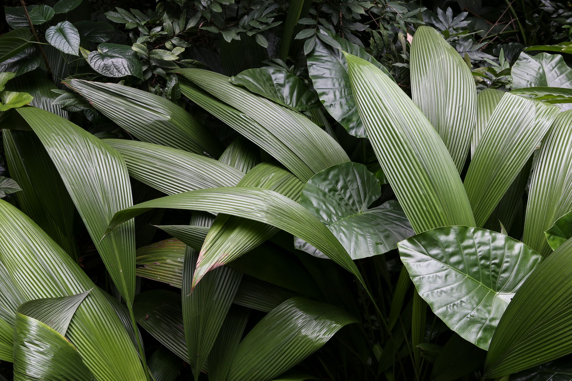 Plants That Look Alike but Are Not the Same - Herbs & Plants