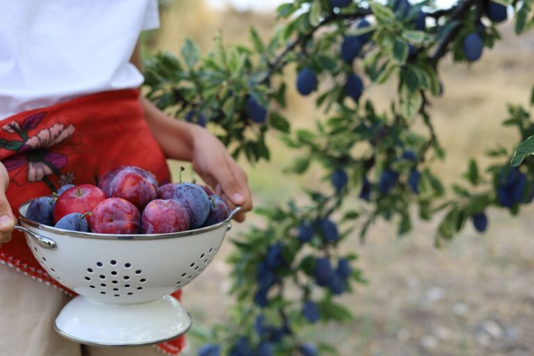 What to Pick in Late Summer, and What to Leave - Seasonal Living