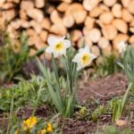 The Quiet Work of Early Spring, Before Anything Looks Ready - Seasonal Living