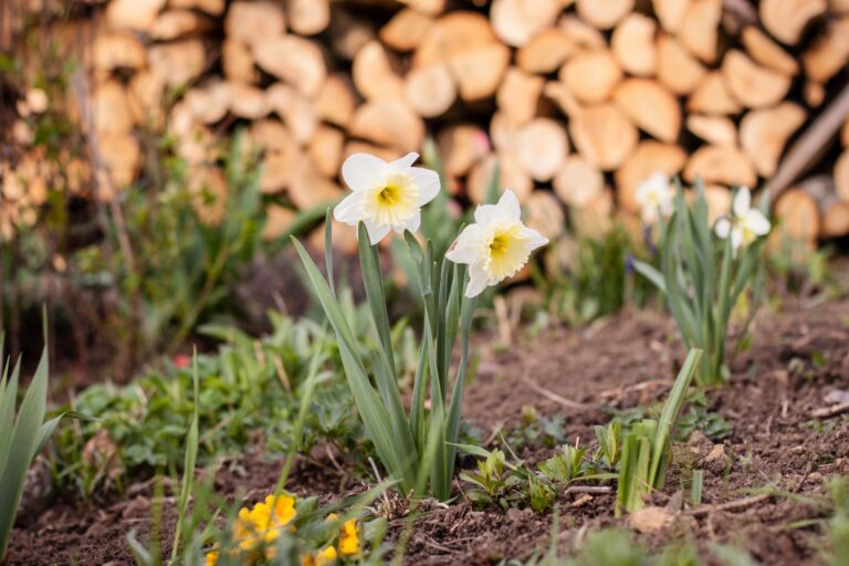 The Quiet Work of Early Spring, Before Anything Looks Ready - Seasonal Living