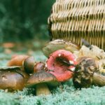 Why Natural and Safe Are Not the Same Word - What Natural Doesn't Mean