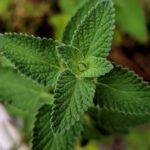 How to Recognize Common Garden Herbs by Sight and Smell - Herbs & Plants