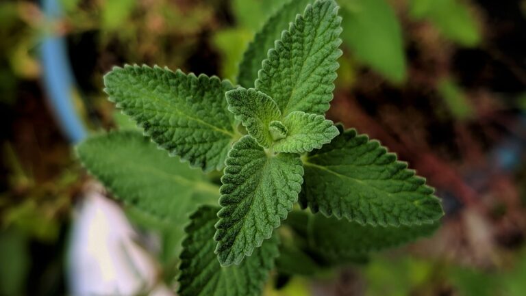 How to Recognize Common Garden Herbs by Sight and Smell - Herbs & Plants