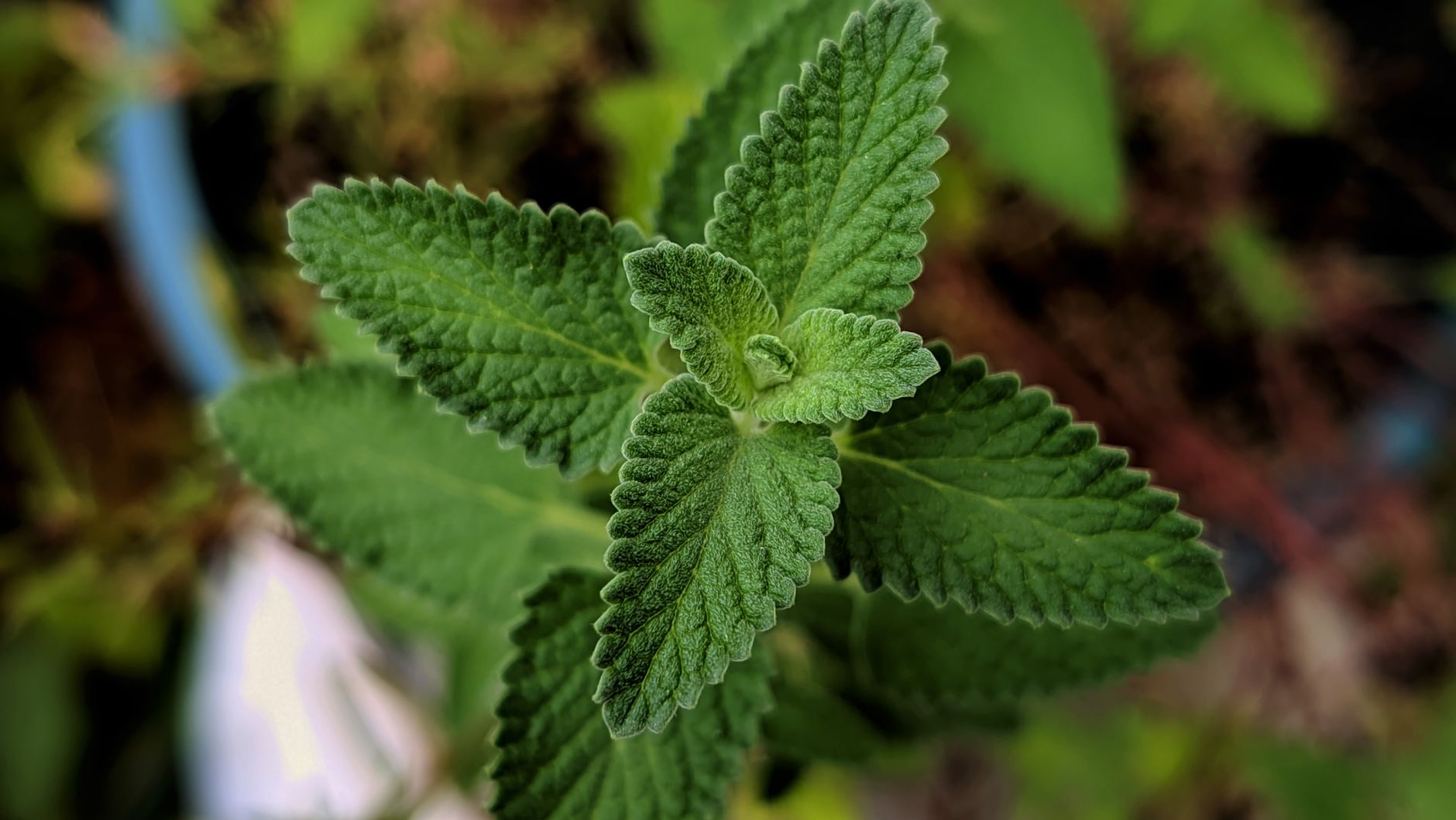How to Recognize Common Garden Herbs by Sight and Smell - Herbs & Plants